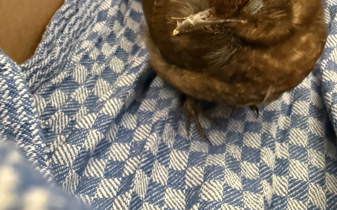 Amsel Rettungsaktion durch Schülerinnen und Schüler sowie Kolleginnen