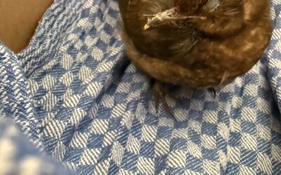 Amsel Rettungsaktion durch Schülerinnen und Schüler sowie Kolleginnen
